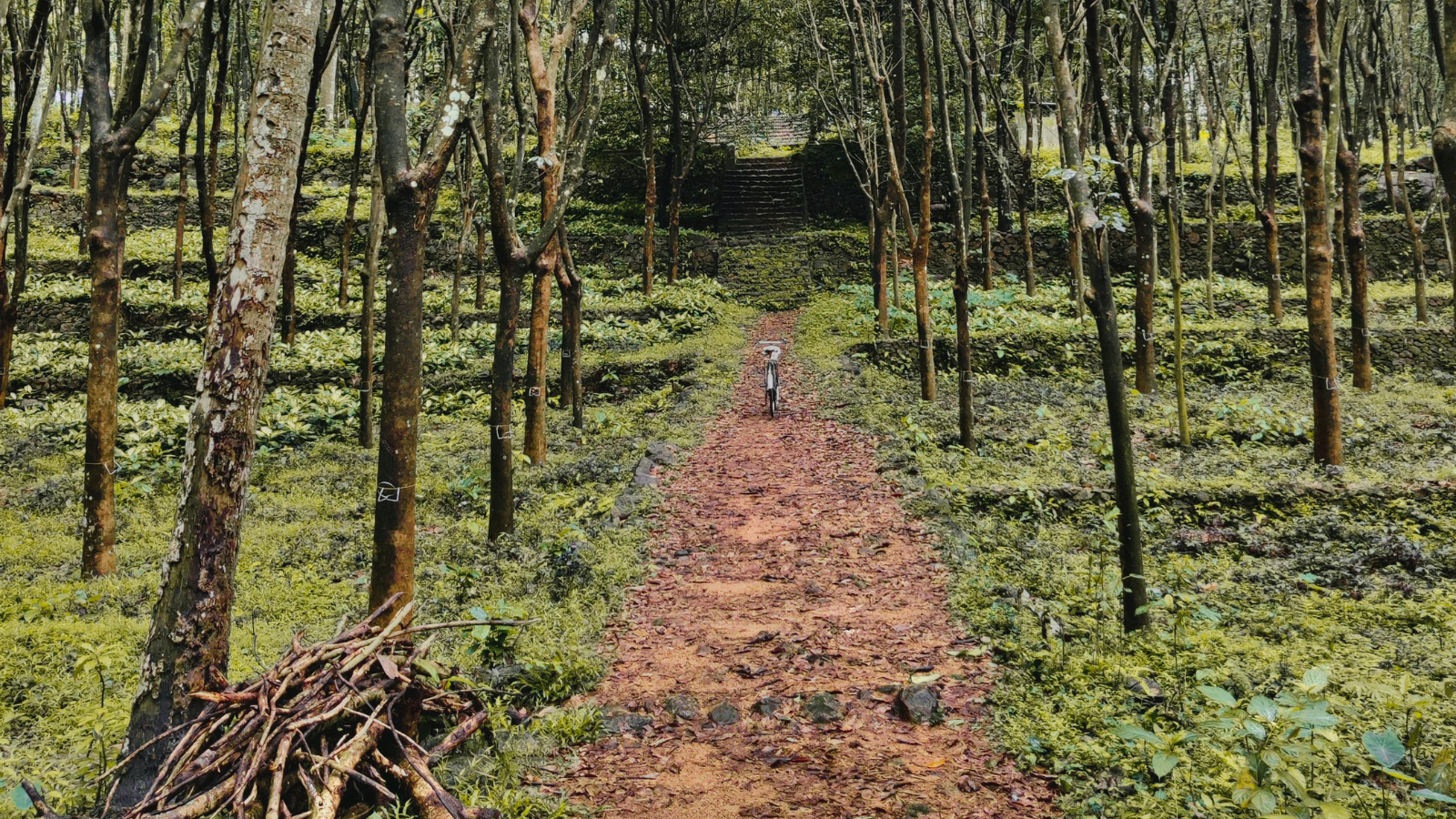 shaw nature reserve trails